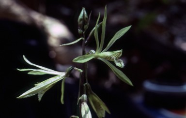 APII jpeg image of Nervilia aragoana  © contact APII