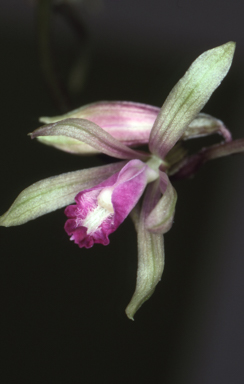 APII jpeg image of Nervilia holochila  © contact APII