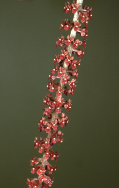 APII jpeg image of Oberonia crateriformis  © contact APII