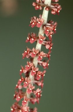 APII jpeg image of Oberonia crateriformis  © contact APII