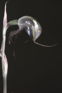 APII jpeg image of Oligochaetochilus virens  © contact APII