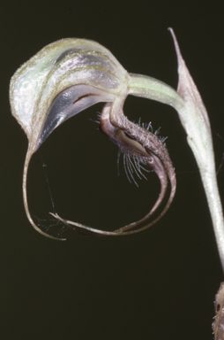 APII jpeg image of Oligochaetochilus zebrinus  © contact APII