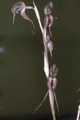 APII jpeg image of Oligochaetochilus exsertus  © contact APII