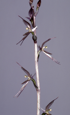 APII jpeg image of Acianthus exsertus  © contact APII