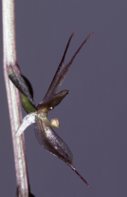 APII jpeg image of Acianthus exsertus  © contact APII