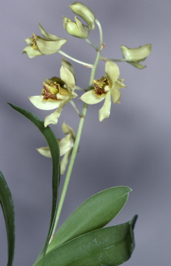 APII jpeg image of Aclinia venusta  © contact APII