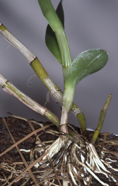 APII jpeg image of Aclinia venusta  © contact APII