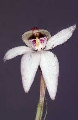 APII jpeg image of Adenochilus nortonii  © contact APII