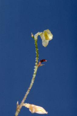 APII jpeg image of Bulbophyllum argyropus  © contact APII