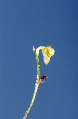 APII jpeg image of Bulbophyllum argyropus  © contact APII