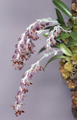 APII jpeg image of Bulbophyllum bracteatum  © contact APII