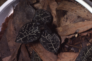 APII jpeg image of Anoectochilus yatesiae  © contact APII