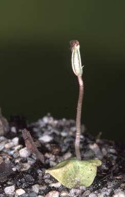 APII jpeg image of Corybas aconitiflorus  © contact APII