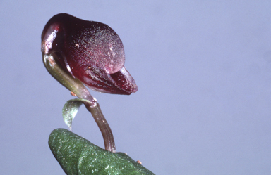 APII jpeg image of Corybas unguiculatus  © contact APII