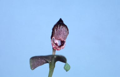 APII jpeg image of Corybas unguiculatus  © contact APII