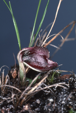 APII jpeg image of Anzybas tasmanicus  © contact APII