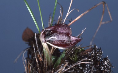 APII jpeg image of Anzybas tasmanicus  © contact APII