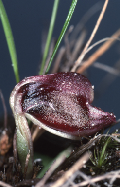 APII jpeg image of Anzybas tasmanicus  © contact APII