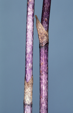 APII jpeg image of Aphyllorchis queenslandica  © contact APII