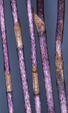 APII jpeg image of Aphyllorchis queenslandica  © contact APII