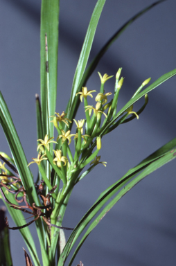 APII jpeg image of Apostasia wallichii  © contact APII