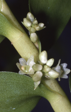 APII jpeg image of Appendicula australiensis  © contact APII