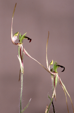 APII jpeg image of Caladenia tentaculata  © contact APII