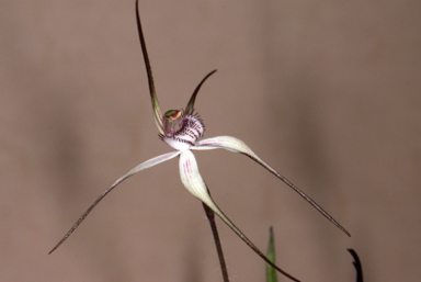 APII jpeg image of Caladenia anthracina  © contact APII