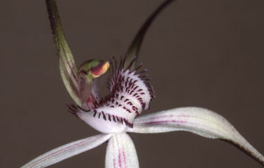 APII jpeg image of Caladenia anthracina  © contact APII