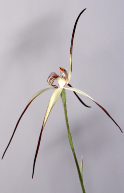 APII jpeg image of Caladenia anthracina  © contact APII