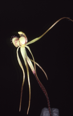 APII jpeg image of Caladenia arenaria  © contact APII