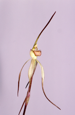 APII jpeg image of Caladenia arenaria  © contact APII