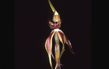 APII jpeg image of Caladenia arenaria  © contact APII