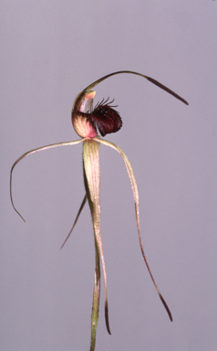 APII jpeg image of Arachnorchis osmera  © contact APII