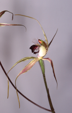 APII jpeg image of Caladenia brownii  © contact APII