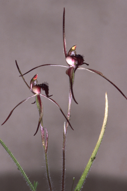 APII jpeg image of Caladenia caudata  © contact APII