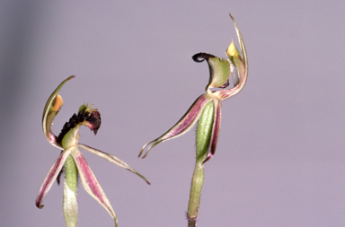 APII jpeg image of Caladenia concinna  © contact APII