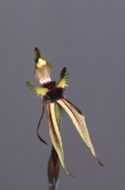 APII jpeg image of Caladenia concinna  © contact APII