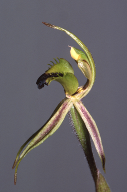 APII jpeg image of Caladenia concinna  © contact APII