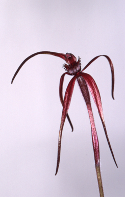 APII jpeg image of Caladenia concolor  © contact APII