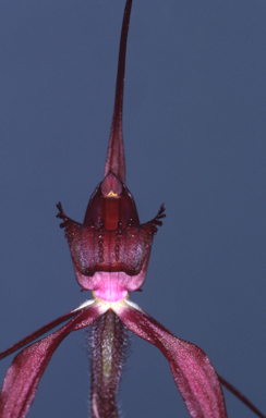 APII jpeg image of Caladenia reticulata  © contact APII
