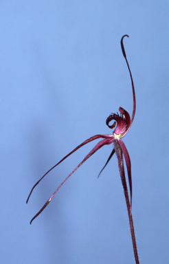 APII jpeg image of Caladenia reticulata  © contact APII