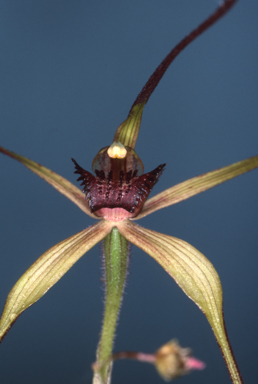 APII jpeg image of Arachnorchis dienema  © contact APII