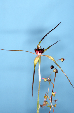 APII jpeg image of Arachnorchis dienema  © contact APII