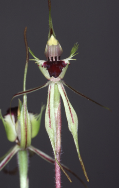 APII jpeg image of Caladenia phaeoclavia  © contact APII