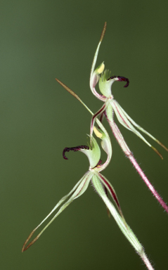 APII jpeg image of Caladenia phaeoclavia  © contact APII