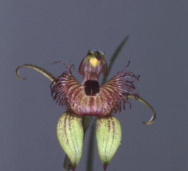 APII jpeg image of Arachnorchis discoidea  © contact APII