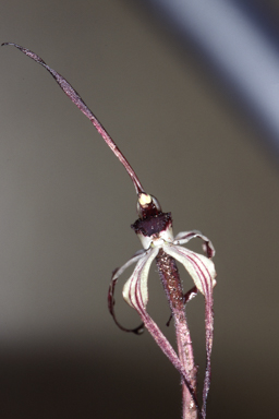 APII jpeg image of Arachnorchis drummondii  © contact APII