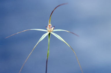 APII jpeg image of Caladenia echidnachila  © contact APII