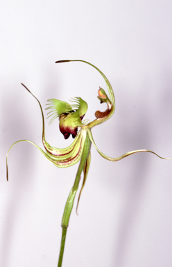 APII jpeg image of Caladenia lobata  © contact APII